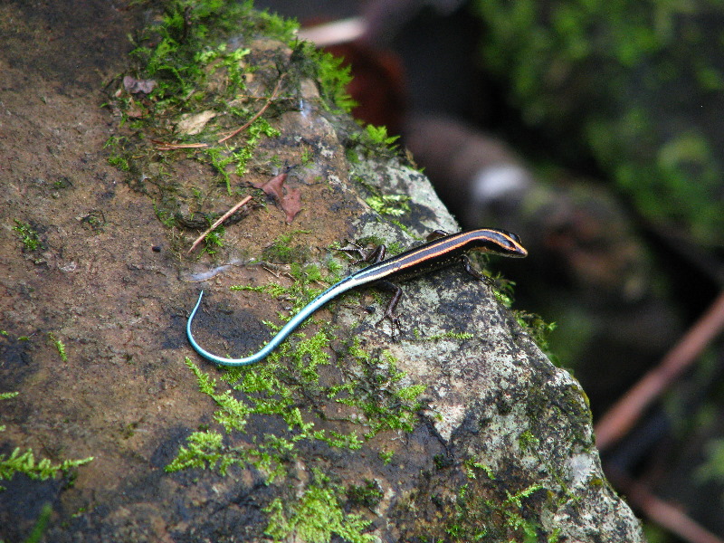 Tavoro-River-Waterfalls-Bouma-Park-Taveuni-Fiji-137