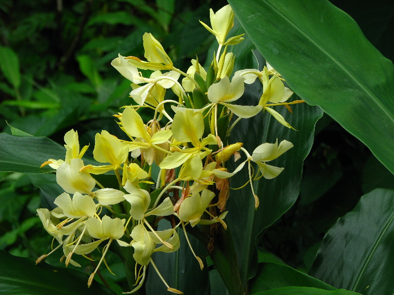 Tavoro-River-Waterfalls-Bouma-Park-Taveuni-Fiji-140