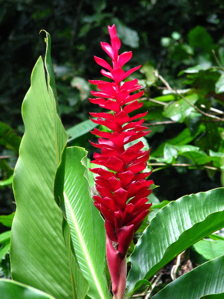 Tavoro-River-Waterfalls-Bouma-Park-Taveuni-Fiji-141