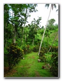 Tavoro-River-Waterfalls-Bouma-Park-Taveuni-Fiji-012