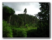 Tavoro-River-Waterfalls-Bouma-Park-Taveuni-Fiji-019