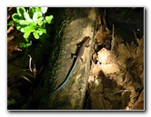 Tavoro-River-Waterfalls-Bouma-Park-Taveuni-Fiji-055