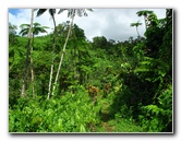 Tavoro-River-Waterfalls-Bouma-Park-Taveuni-Fiji-058