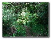 Tavoro-River-Waterfalls-Bouma-Park-Taveuni-Fiji-059