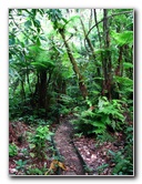 Tavoro-River-Waterfalls-Bouma-Park-Taveuni-Fiji-061