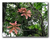 Tavoro-River-Waterfalls-Bouma-Park-Taveuni-Fiji-102