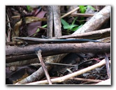 Tavoro-River-Waterfalls-Bouma-Park-Taveuni-Fiji-123