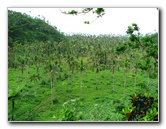 Tavoro-River-Waterfalls-Bouma-Park-Taveuni-Fiji-135