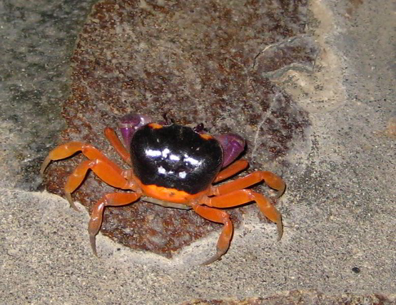 Backyard-Bar-Playa-Hermosa-Costa-Rica-006