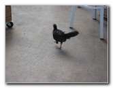 The-Conch-Republic-Restaurant-Key-West-FL-018