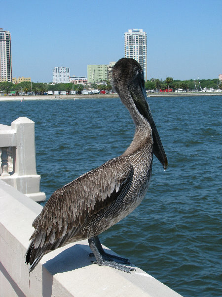 The-Pier-St-Petersburg-FL-007