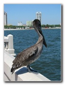 The-Pier-St-Petersburg-FL-007