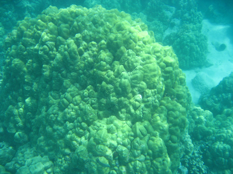 Two-Step-Snorkeling-Honaunau-Bay-South-Kona-Big-Island-008