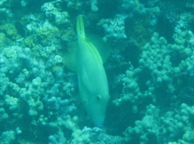 Two-Step-Snorkeling-Honaunau-Bay-South-Kona-Big-Island-009