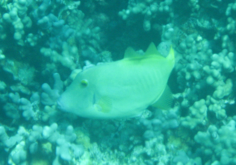 Two-Step-Snorkeling-Honaunau-Bay-South-Kona-Big-Island-010