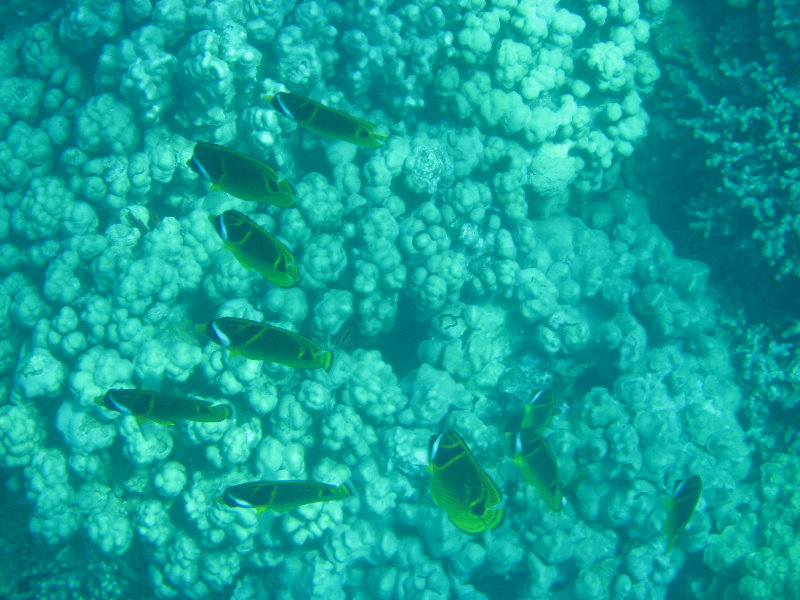 Two-Step-Snorkeling-Honaunau-Bay-South-Kona-Big-Island-011