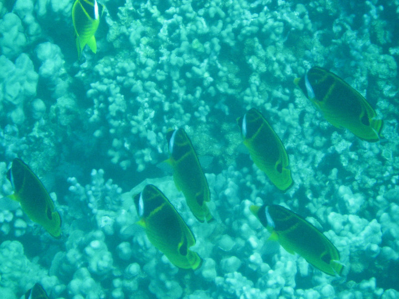 Two-Step-Snorkeling-Honaunau-Bay-South-Kona-Big-Island-012