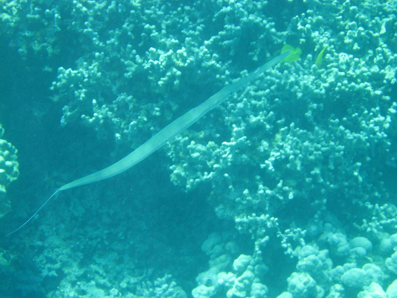 Two-Step-Snorkeling-Honaunau-Bay-South-Kona-Big-Island-013
