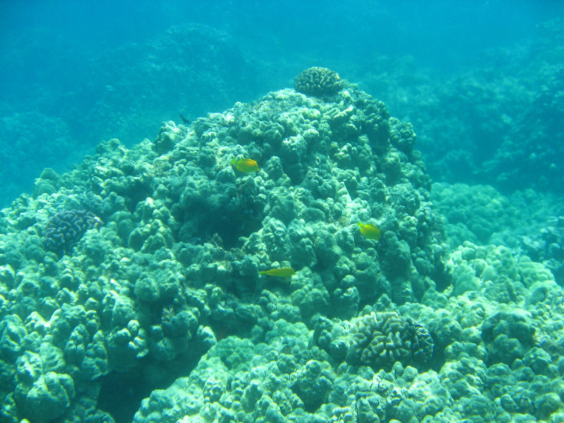 Two-Step-Snorkeling-Honaunau-Bay-South-Kona-Big-Island-014