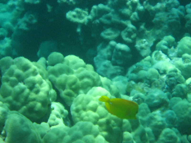 Two-Step-Snorkeling-Honaunau-Bay-South-Kona-Big-Island-015
