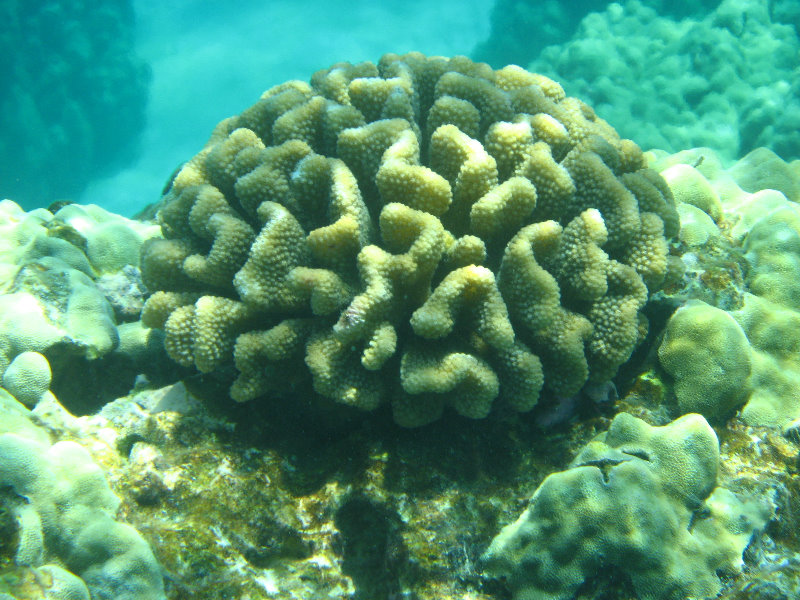 Two-Step-Snorkeling-Honaunau-Bay-South-Kona-Big-Island-016