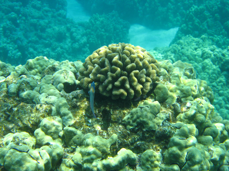 Two-Step-Snorkeling-Honaunau-Bay-South-Kona-Big-Island-017