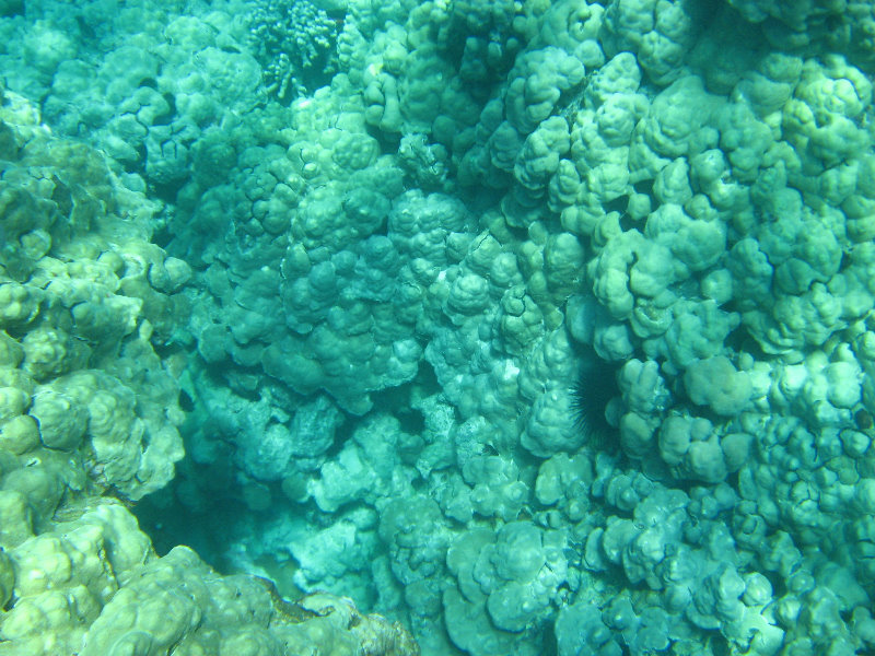 Two-Step-Snorkeling-Honaunau-Bay-South-Kona-Big-Island-018