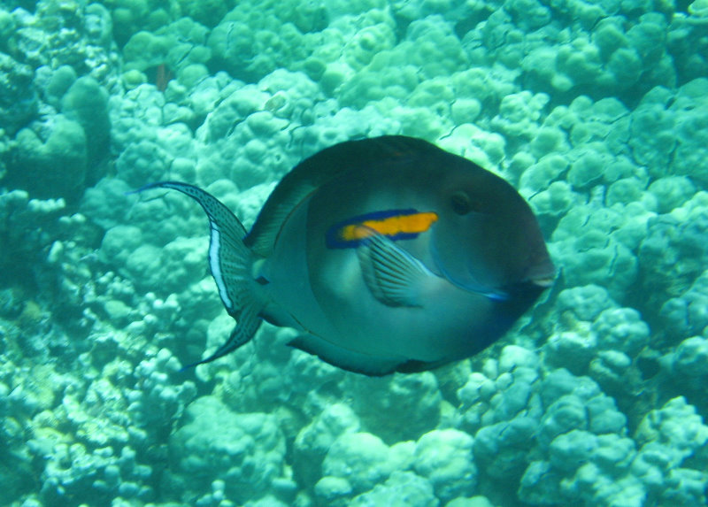Two-Step-Snorkeling-Honaunau-Bay-South-Kona-Big-Island-019