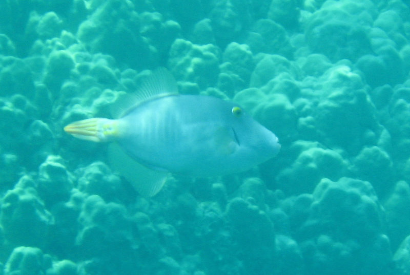 Two-Step-Snorkeling-Honaunau-Bay-South-Kona-Big-Island-020