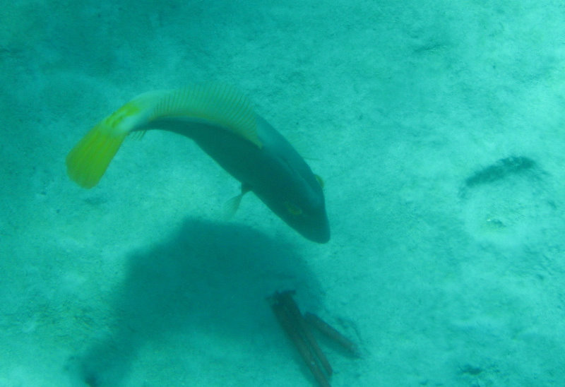 Two-Step-Snorkeling-Honaunau-Bay-South-Kona-Big-Island-021