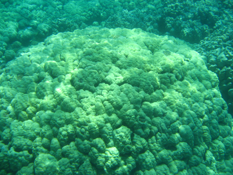 Two-Step-Snorkeling-Honaunau-Bay-South-Kona-Big-Island-022