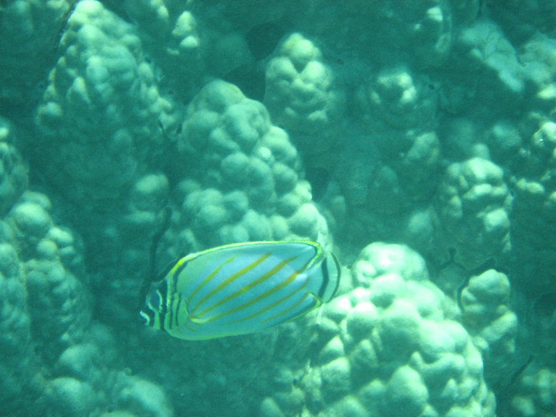 Two-Step-Snorkeling-Honaunau-Bay-South-Kona-Big-Island-024