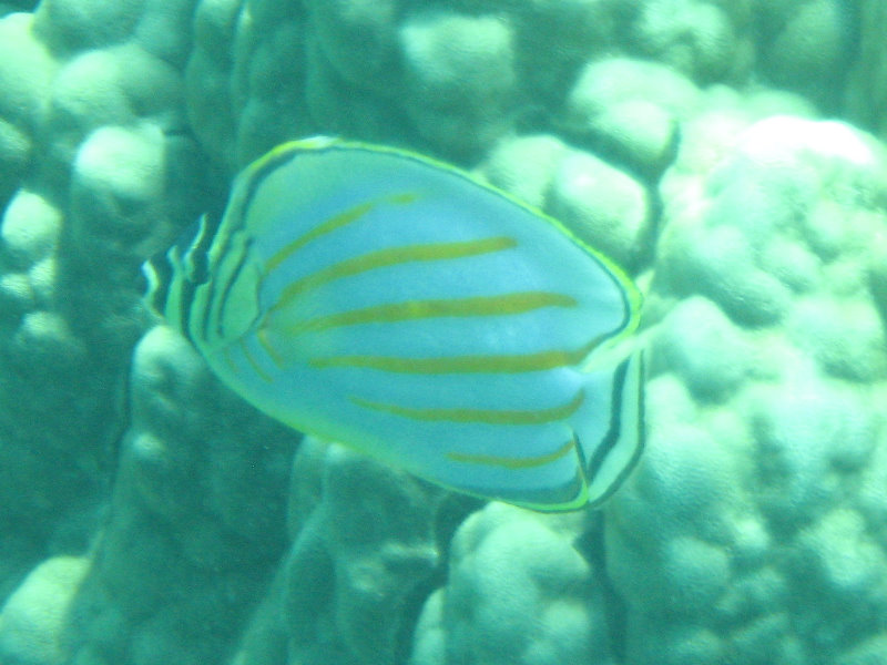 Two-Step-Snorkeling-Honaunau-Bay-South-Kona-Big-Island-025