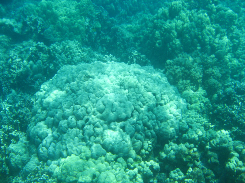 Two-Step-Snorkeling-Honaunau-Bay-South-Kona-Big-Island-026