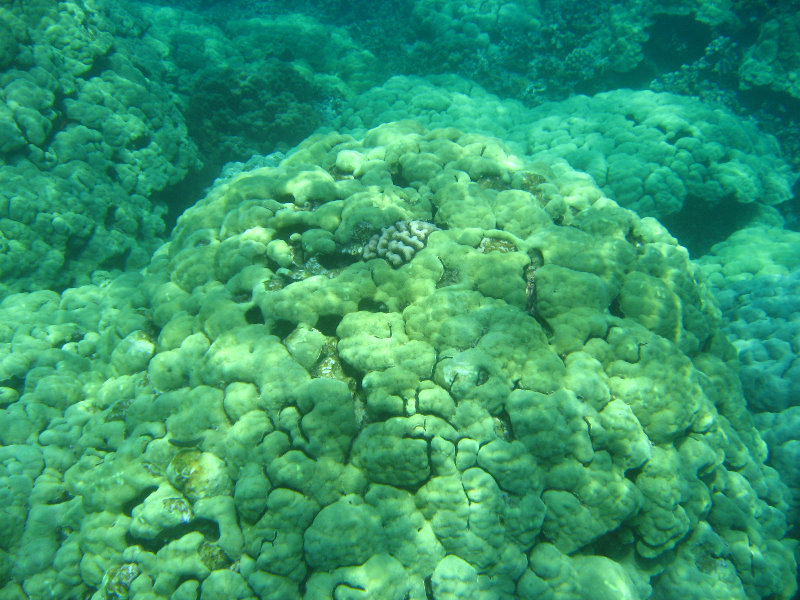 Two-Step-Snorkeling-Honaunau-Bay-South-Kona-Big-Island-027