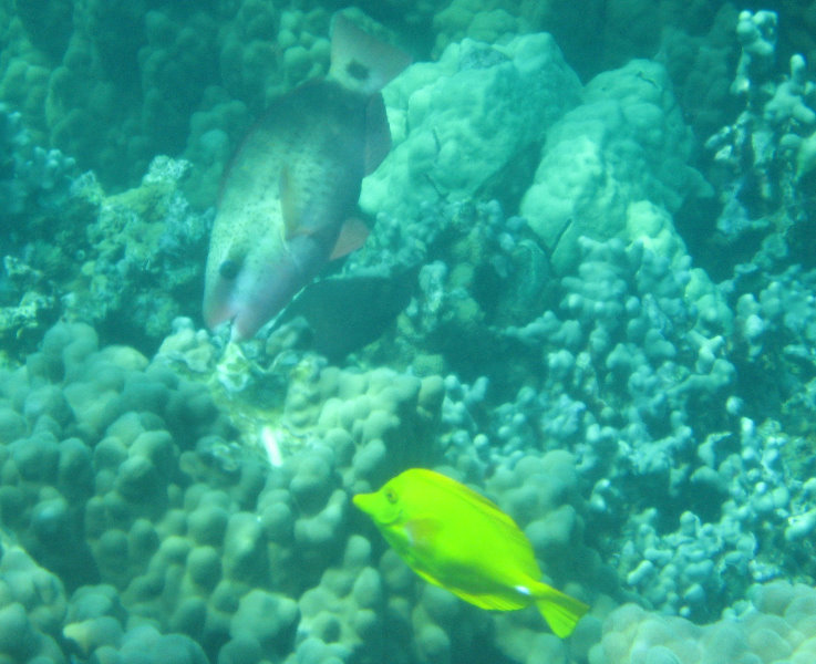 Two-Step-Snorkeling-Honaunau-Bay-South-Kona-Big-Island-028