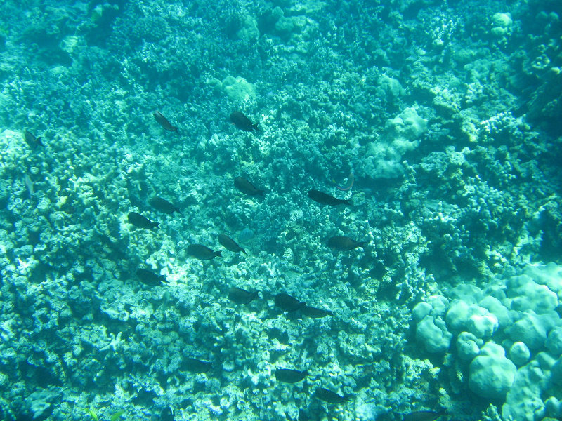 Two-Step-Snorkeling-Honaunau-Bay-South-Kona-Big-Island-029