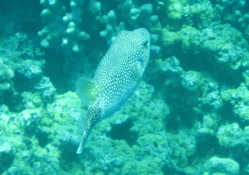 Two-Step-Snorkeling-Honaunau-Bay-South-Kona-Big-Island-030