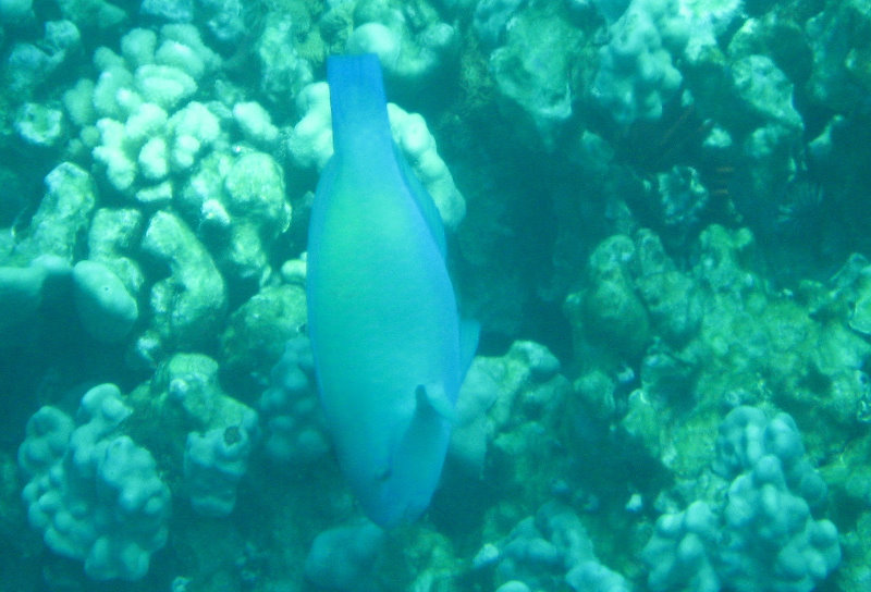 Two-Step-Snorkeling-Honaunau-Bay-South-Kona-Big-Island-031
