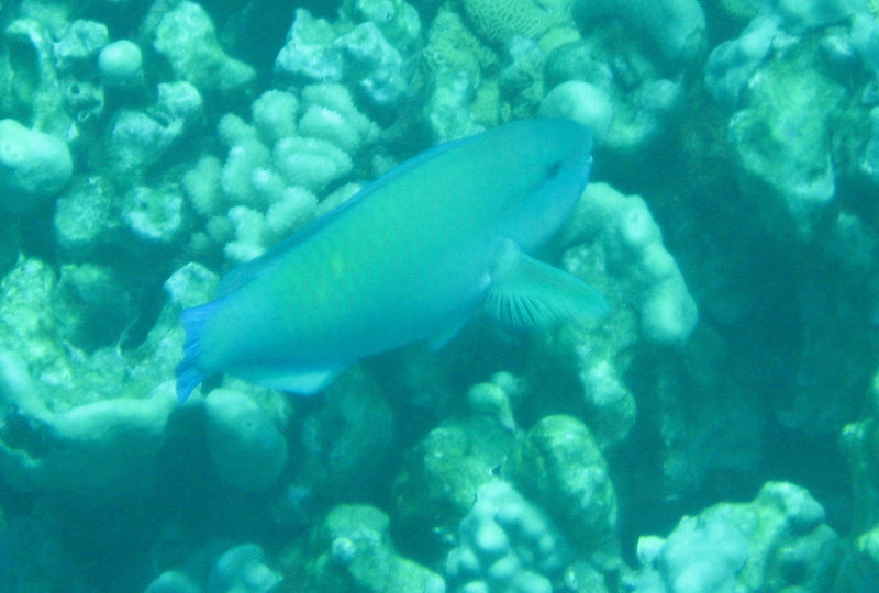 Two-Step-Snorkeling-Honaunau-Bay-South-Kona-Big-Island-032