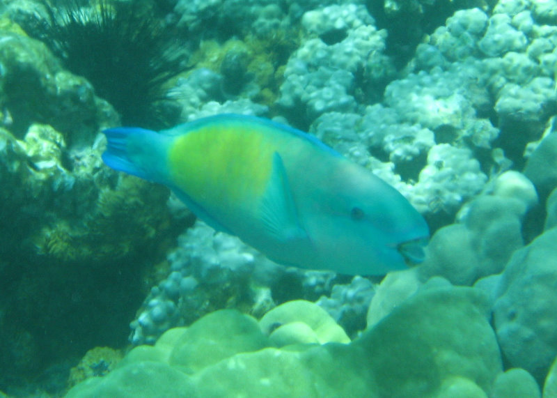 Two-Step-Snorkeling-Honaunau-Bay-South-Kona-Big-Island-033
