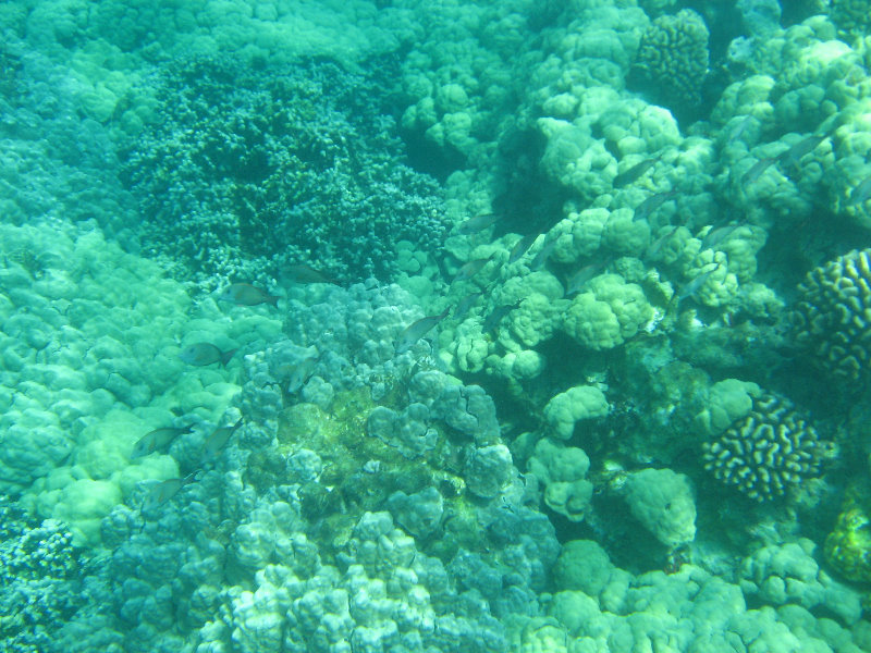 Two-Step-Snorkeling-Honaunau-Bay-South-Kona-Big-Island-034