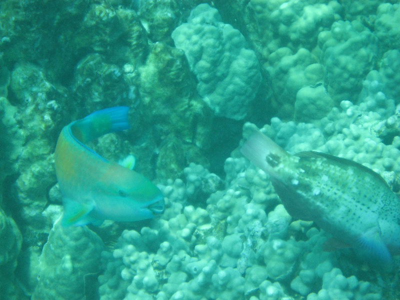 Two-Step-Snorkeling-Honaunau-Bay-South-Kona-Big-Island-035