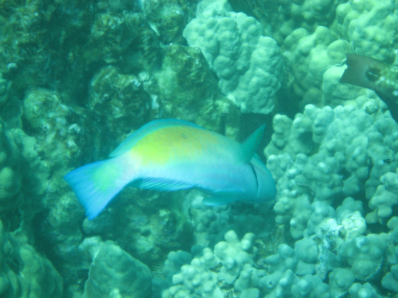 Two-Step-Snorkeling-Honaunau-Bay-South-Kona-Big-Island-036