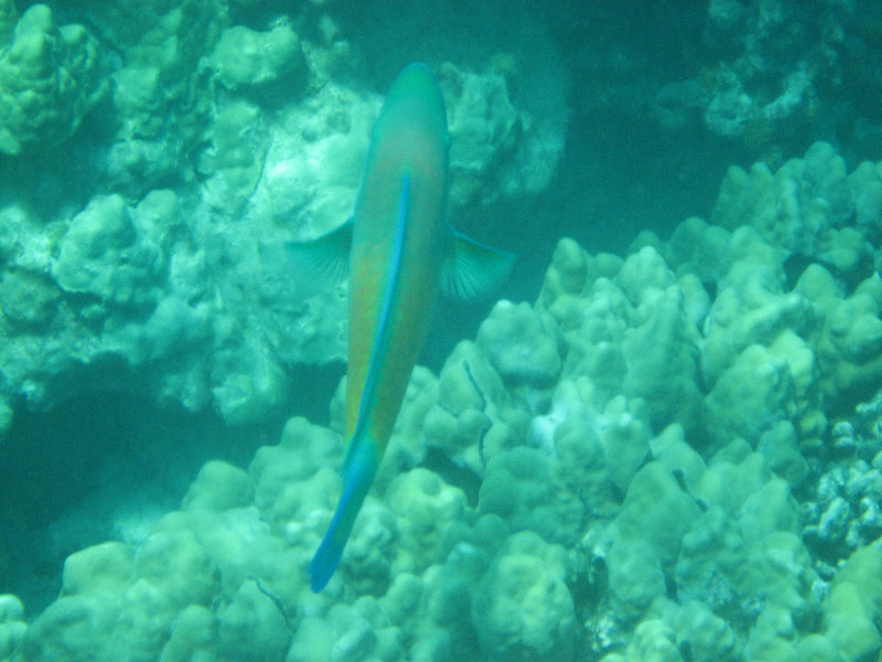 Two-Step-Snorkeling-Honaunau-Bay-South-Kona-Big-Island-037