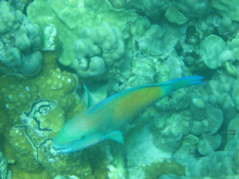 Two-Step-Snorkeling-Honaunau-Bay-South-Kona-Big-Island-038