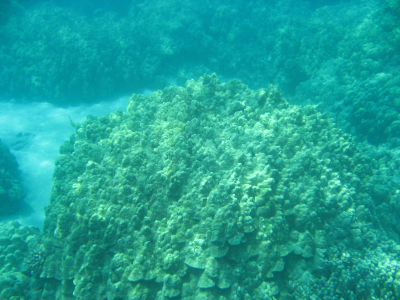 Two-Step-Snorkeling-Honaunau-Bay-South-Kona-Big-Island-039