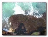 Two-Step-Snorkeling-Honaunau-Bay-South-Kona-Big-Island-007