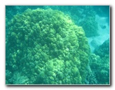 Two-Step-Snorkeling-Honaunau-Bay-South-Kona-Big-Island-008