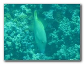 Two-Step-Snorkeling-Honaunau-Bay-South-Kona-Big-Island-009